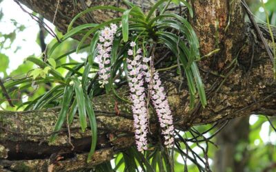ಸುಂದರ ಕಾಡಿನ ರೋಚಕ ಕಥೆಗಳು-೨: ರೂಪಾ ರವೀಂದ್ರ ಜೋಷಿ ಸರಣಿ