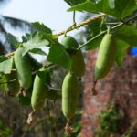 ತೊಂಡೆ ಚಪ್ಪರ: ರವೀಂದ್ರ ನಾಯಕ್ ಸಣ್ಣಕ್ಕಿಬೆಟ್ಟು ಅಂಕಣ