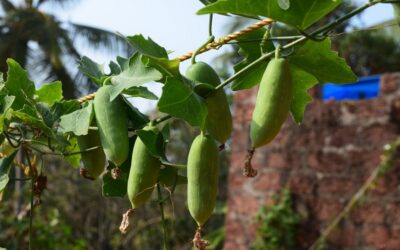 ತೊಂಡೆ ಚಪ್ಪರ: ರವೀಂದ್ರ ನಾಯಕ್ ಸಣ್ಣಕ್ಕಿಬೆಟ್ಟು ಅಂಕಣ
