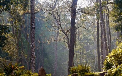 ಸುಂದರ, ಸಮೃದ್ಧ ಕಾಡಿನ ರೋಚಕ ಕಥೆಗಳು: ರೂಪಾ ರವೀಂದ್ರ ಜೋಶಿ ಸರಣಿ