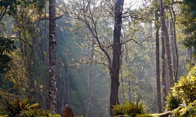 ಸುಂದರ, ಸಮೃದ್ಧ ಕಾಡಿನ ರೋಚಕ ಕಥೆಗಳು: ರೂಪಾ ರವೀಂದ್ರ ಜೋಶಿ ಸರಣಿ
