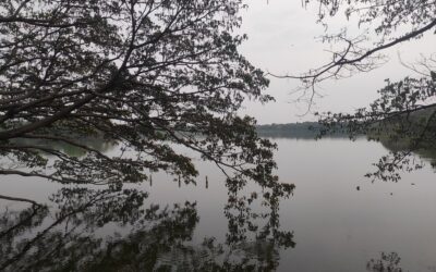 ‘ಡಿಸೆಂಬರ್ ಬಂದಿತು, ಚಳಿಯಾಕೆ ಬಂದಳು’: ಮಹಾಲಕ್ಷ್ಮೀ ಕೆ.ಎನ್.‌ ಬರಹ