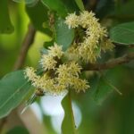 ಸುಂದರ ಕಾಡಿನ ರೋಚಕ ಕಥೆಗಳು ಭಾಗ -೩: ರೂಪಾ ರವೀಂದ್ರ ಜೋಷಿ ಸರಣಿ