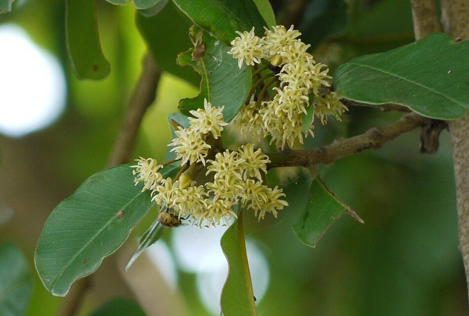 ಸುಂದರ ಕಾಡಿನ ರೋಚಕ ಕಥೆಗಳು ಭಾಗ -೩: ರೂಪಾ ರವೀಂದ್ರ ಜೋಶಿ ಸರಣಿ