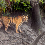 ಸುಂದರ ಕಾಡಿನ ರೋಚಕ ಕಥೆಗಳು-4: ರೂಪಾ ರವೀಂದ್ರ ಜೋಶಿ ಸರಣಿ