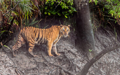 ಸುಂದರ ಕಾಡಿನ ರೋಚಕ ಕಥೆಗಳು-4: ರೂಪಾ ರವೀಂದ್ರ ಜೋಶಿ ಸರಣಿ