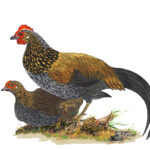 ಡಾ. ಎಸ್.ವಿ. ನರಸಿಂಹನ್‌ ಹೊಸ ಸರಣಿ “ಹಕ್ಕಿಪಕ್ಷಿ ಚಿತ್ರ ಸಂಪುಟ” ಇಂದಿನಿಂದ