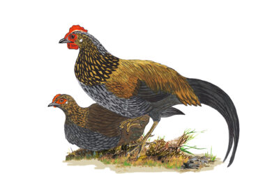 ಡಾ. ಎಸ್.ವಿ. ನರಸಿಂಹನ್‌ ಹೊಸ ಸರಣಿ “ಹಕ್ಕಿಪಕ್ಷಿ ಚಿತ್ರ ಸಂಪುಟ” ಇಂದಿನಿಂದ