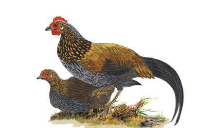 ಡಾ. ಎಸ್.ವಿ. ನರಸಿಂಹನ್‌ ಹೊಸ ಸರಣಿ “ಹಕ್ಕಿಪಕ್ಷಿ ಚಿತ್ರ ಸಂಪುಟ” ಇಂದಿನಿಂದ