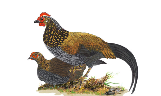 ಡಾ. ಎಸ್.ವಿ. ನರಸಿಂಹನ್‌ ಹೊಸ ಸರಣಿ “ಹಕ್ಕಿಪಕ್ಷಿ ಚಿತ್ರ ಸಂಪುಟ” ಇಂದಿನಿಂದ