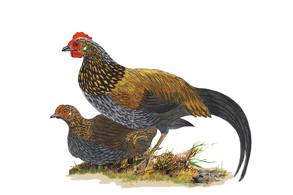 ಡಾ. ಎಸ್.ವಿ. ನರಸಿಂಹನ್‌ ಹೊಸ ಸರಣಿ “ಹಕ್ಕಿಪಕ್ಷಿ ಚಿತ್ರ ಸಂಪುಟ” ಇಂದಿನಿಂದ