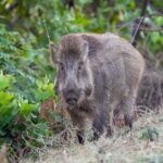 ಸುಂದರ ಕಾಡಿನ ರೋಚಕ ಕಥೆಗಳು (೬): ರೂಪಾ ರವೀಂದ್ರ ಜೋಶಿ ಸರಣಿ