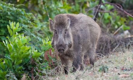 ಸುಂದರ ಕಾಡಿನ ರೋಚಕ ಕಥೆಗಳು (೬): ರೂಪಾ ರವೀಂದ್ರ ಜೋಶಿ ಸರಣಿ