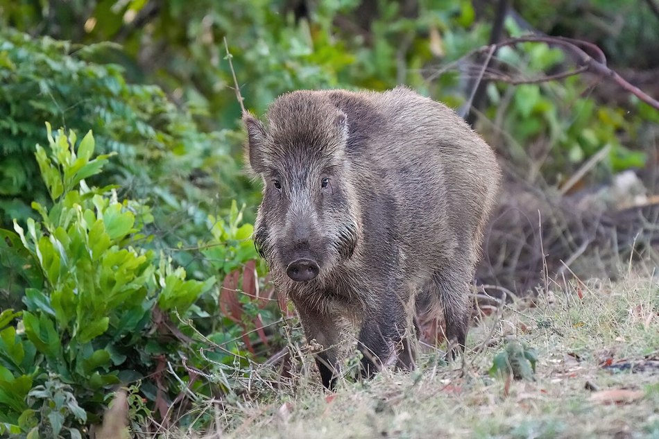 ಸುಂದರ ಕಾಡಿನ ರೋಚಕ ಕಥೆಗಳು (೬): ರೂಪಾ ರವೀಂದ್ರ ಜೋಶಿ ಸರಣಿ