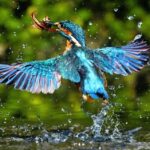 ಹಕ್ಕಿಗಳ ವಿವಿಧ ಅಂಗಗಳ ವಿಕಾಸ: ಡಾ. ಎಸ್.ವಿ. ನರಸಿಂಹನ್‌‌ ಸರಣಿ