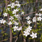 ‘ಕಾಲ ನದಿಯಲಿ ನಮ್ಮ ಬಾಳ ದೋಣಿ’: ರವೀಂದ್ರ ನಾಯಕ್ ಸಣ್ಣಕ್ಕಿಬೆಟ್ಟು ಬರಹ