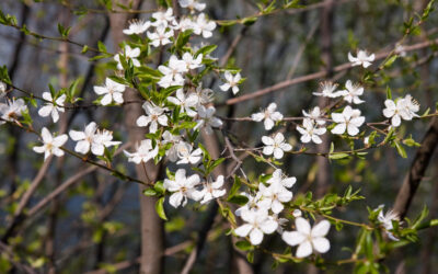 ‘ಕಾಲ ನದಿಯಲಿ ನಮ್ಮ ಬಾಳ ದೋಣಿ’: ರವೀಂದ್ರ ನಾಯಕ್ ಸಣ್ಣಕ್ಕಿಬೆಟ್ಟು ಬರಹ