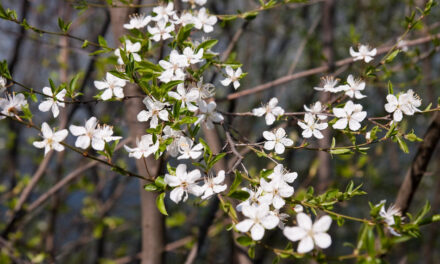 ‘ಕಾಲ ನದಿಯಲಿ ನಮ್ಮ ಬಾಳ ದೋಣಿ’: ರವೀಂದ್ರ ನಾಯಕ್ ಸಣ್ಣಕ್ಕಿಬೆಟ್ಟು ಬರಹ