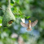 ಹಕ್ಕಿಗಳ ಗೂಡು: ಡಾ. ಎಸ್.ವಿ. ನರಸಿಂಹನ್‌‌ ಸರಣಿ