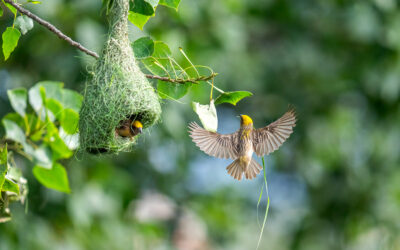 ಹಕ್ಕಿಗಳ ಗೂಡು: ಡಾ. ಎಸ್.ವಿ. ನರಸಿಂಹನ್‌‌ ಸರಣಿ