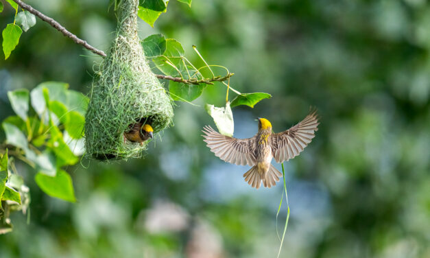 ಹಕ್ಕಿಗಳ ಗೂಡು: ಡಾ. ಎಸ್.ವಿ. ನರಸಿಂಹನ್‌‌ ಸರಣಿ