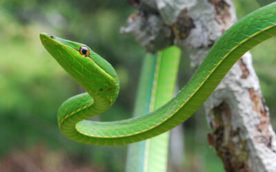 ಸುಂದರ ಕಾಡಿನ ರೋಚಕ ಕಥೆಗಳು-5: ರೂಪಾ ರವೀಂದ್ರ ಜೋಶಿ ಸರಣಿ