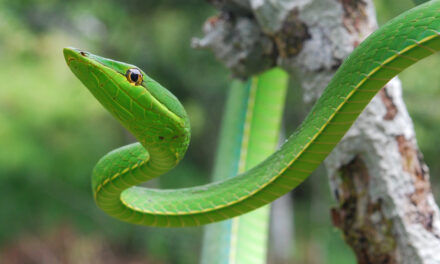 ಸುಂದರ ಕಾಡಿನ ರೋಚಕ ಕಥೆಗಳು-5: ರೂಪಾ ರವೀಂದ್ರ ಜೋಶಿ ಸರಣಿ