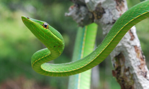ಸುಂದರ ಕಾಡಿನ ರೋಚಕ ಕಥೆಗಳು-5: ರೂಪಾ ರವೀಂದ್ರ ಜೋಶಿ ಸರಣಿ