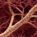 ಧಮನಿ-ಧಮನಿಯೊಳಗೇನಿದು ಮಾಯೆ!: ಕ್ಷಮಾ ವಿ.ಭಾನುಪ್ರಕಾಶ್ ಕಥಾ ಸರಣಿ