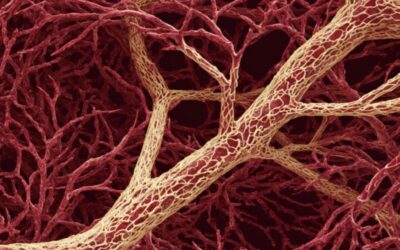 ಧಮನಿ-ಧಮನಿಯೊಳಗೇನಿದು ಮಾಯೆ!: ಕ್ಷಮಾ ವಿ.ಭಾನುಪ್ರಕಾಶ್ ಕಥಾ ಸರಣಿ