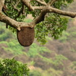 ಸುಂದರ ಕಾಡಿನ ರೋಚಕ ಕಥೆಗಳು-೮: ರೂಪಾ ರವೀಂದ್ರ ಜೋಶಿ ಸರಣಿ