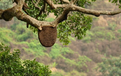 ಸುಂದರ ಕಾಡಿನ ರೋಚಕ ಕಥೆಗಳು-೮: ರೂಪಾ ರವೀಂದ್ರ ಜೋಶಿ ಸರಣಿ