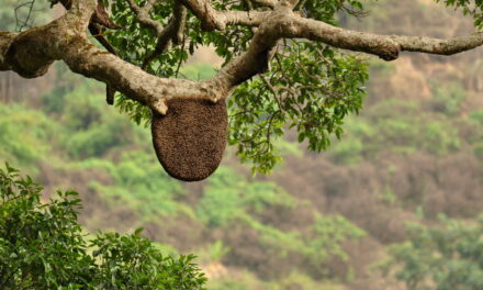 ಸುಂದರ ಕಾಡಿನ ರೋಚಕ ಕಥೆಗಳು-೮: ರೂಪಾ ರವೀಂದ್ರ ಜೋಶಿ ಸರಣಿ