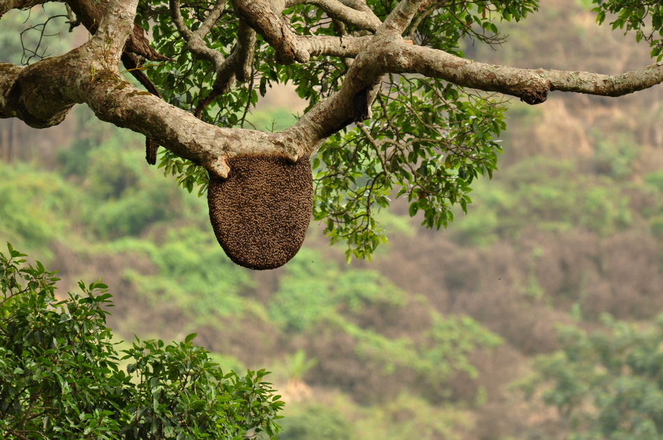 ಸುಂದರ ಕಾಡಿನ ರೋಚಕ ಕಥೆಗಳು-೮: ರೂಪಾ ರವೀಂದ್ರ ಜೋಶಿ ಸರಣಿ