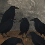 ವಾಸುಕಿ ಸಿ.ಜಿ. ಬರೆದ ಈ ಭಾನುವಾರದ ಕತೆ “ಕನಸಿನ ಕಾಗೆ”