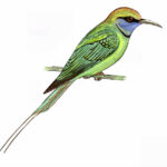 ಕಳ್ಳಿ ಪೀರ: ಡಾ. ಎಸ್.ವಿ. ನರಸಿಂಹನ್‌‌ ಸರಣಿ