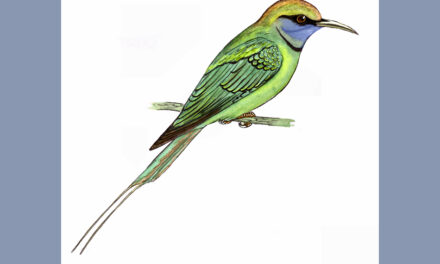 ಕಳ್ಳಿ ಪೀರ: ಡಾ. ಎಸ್.ವಿ. ನರಸಿಂಹನ್‌‌ ಸರಣಿ