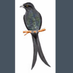 “ಭುಜಂಗ”: ಡಾ. ಎಸ್.ವಿ. ನರಸಿಂಹನ್‌‌ ಸರಣಿ