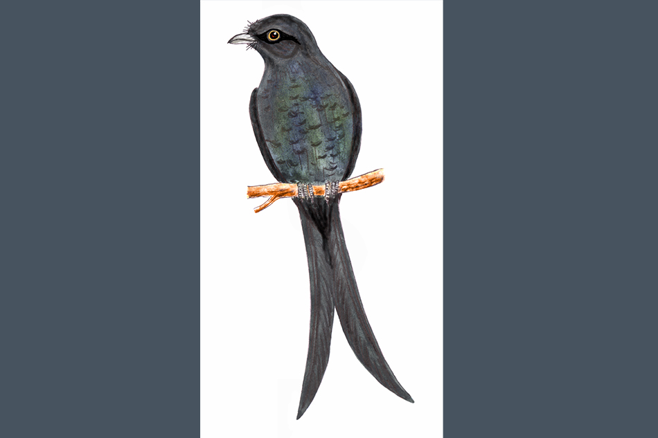 “ಭುಜಂಗ”: ಡಾ. ಎಸ್.ವಿ. ನರಸಿಂಹನ್‌‌ ಸರಣಿ