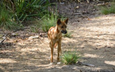 ಪ್ರಾಣಿ ಒಡನಾಟದಲ್ಲಿನ ಮನುಷ್ಯರ ಸಂಕಟ: ಡಾ. ವಿನತೆ ಶರ್ಮ ಬರೆಯುವ ಅಂಕಣ