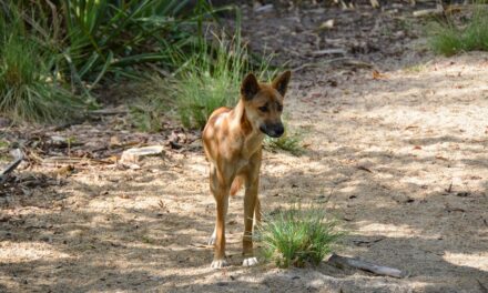 ಪ್ರಾಣಿ ಒಡನಾಟದಲ್ಲಿನ ಮನುಷ್ಯರ ಸಂಕಟ: ಡಾ. ವಿನತೆ ಶರ್ಮ ಬರೆಯುವ ಅಂಕಣ