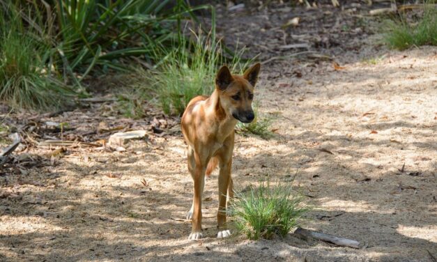 ಪ್ರಾಣಿ ಒಡನಾಟದಲ್ಲಿನ ಮನುಷ್ಯರ ಸಂಕಟ: ಡಾ. ವಿನತೆ ಶರ್ಮ ಬರೆಯುವ ಅಂಕಣ