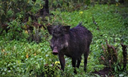 ಸುಂದರ ಕಾಡಿನ ರೋ‌ಚಕ ಕಥೆಗಳು-೭: ರೂಪಾ ರವೀಂದ್ರ ಜೋಶಿ ಸರಣಿ