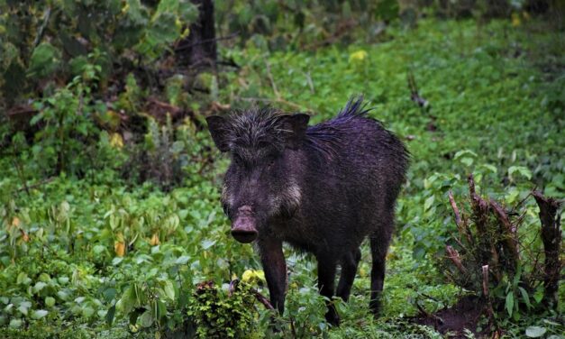 ಸುಂದರ ಕಾಡಿನ ರೋ‌ಚಕ ಕಥೆಗಳು-೭: ರೂಪಾ ರವೀಂದ್ರ ಜೋಶಿ ಸರಣಿ