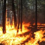 ಸುಂದರ ಕಾಡಿನ ರೋಚಕ ಕಥೆಗಳು-೯: ರೂಪಾ ರವೀಂದ್ರ ಜೋಶಿ ಸರಣಿ