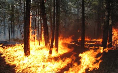 ಸುಂದರ ಕಾಡಿನ ರೋಚಕ ಕಥೆಗಳು-೯: ರೂಪಾ ರವೀಂದ್ರ ಜೋಶಿ ಸರಣಿ