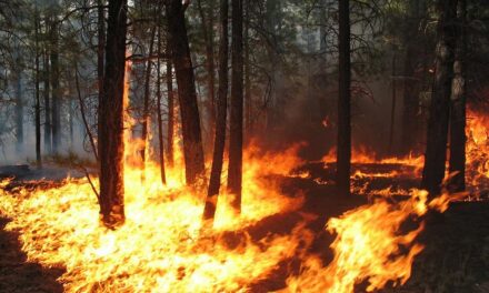 ಸುಂದರ ಕಾಡಿನ ರೋಚಕ ಕಥೆಗಳು-೯: ರೂಪಾ ರವೀಂದ್ರ ಜೋಶಿ ಸರಣಿ