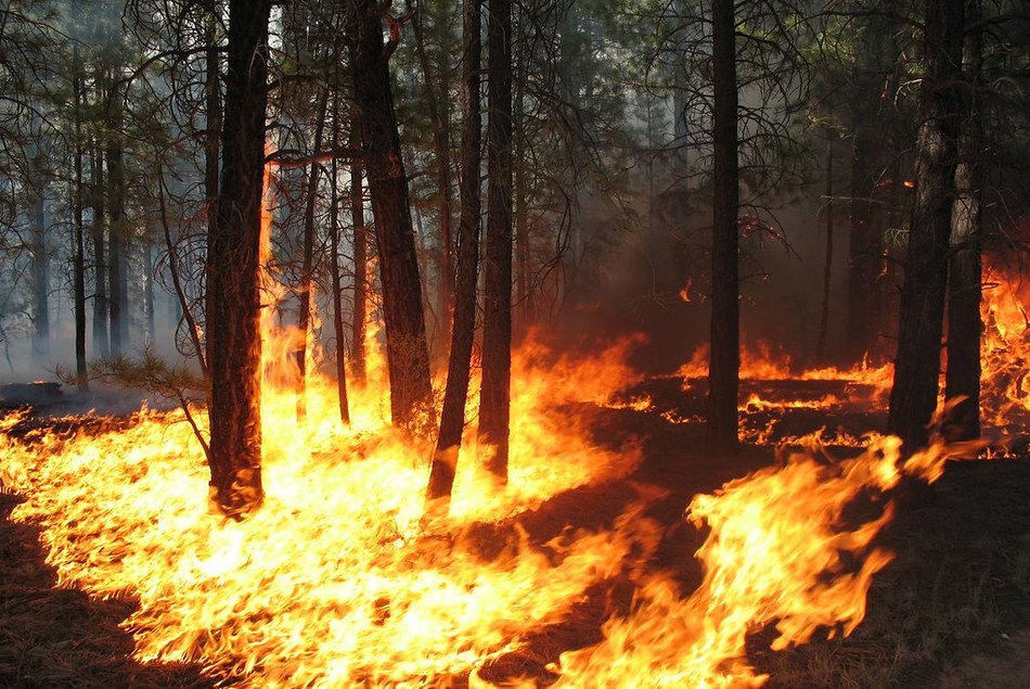 ಸುಂದರ ಕಾಡಿನ ರೋಚಕ ಕಥೆಗಳು-೯: ರೂಪಾ ರವೀಂದ್ರ ಜೋಶಿ ಸರಣಿ