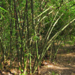 ಸುಂದರ ಕಾಡಿನ ರೋಚಕ ಕಥೆಗಳು-೧೦: ರೂಪಾ ರವೀಂದ್ರ ಜೋಶಿ ಸರಣಿ