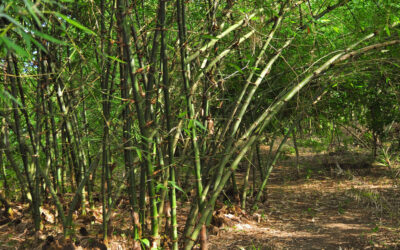 ಸುಂದರ ಕಾಡಿನ ರೋಚಕ ಕಥೆಗಳು-೧೦: ರೂಪಾ ರವೀಂದ್ರ ಜೋಶಿ ಸರಣಿ